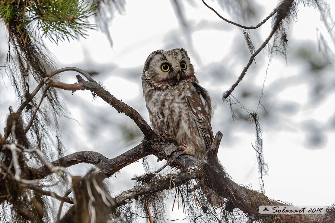 Aegolius funereus - Civetta capogrosso - Boreal owl