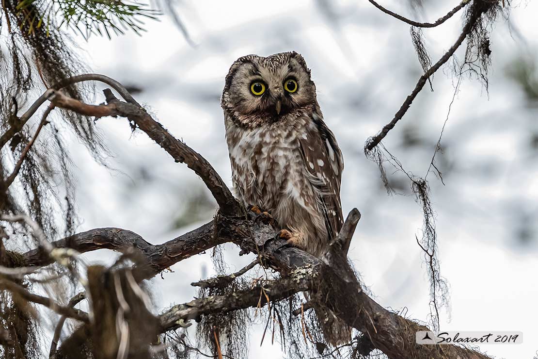 Aegolius funereus - Civetta capogrosso - Boreal owl