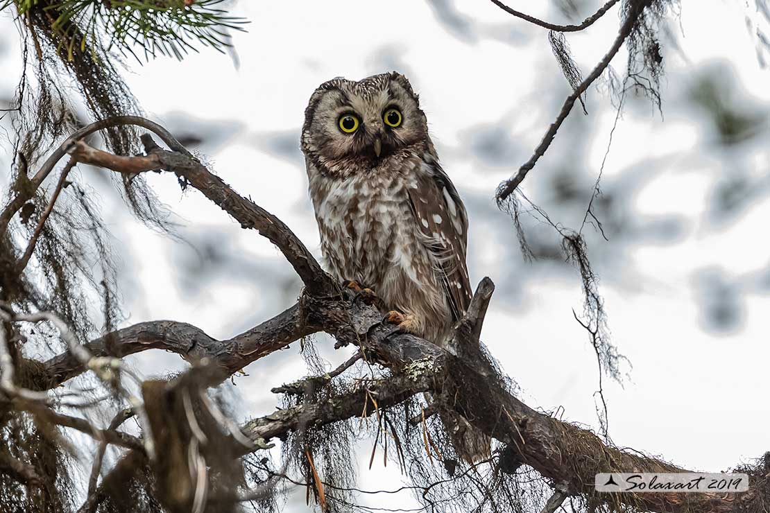 Aegolius funereus - Civetta capogrosso - Boreal owl