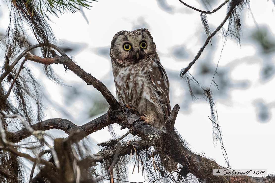 Aegolius funereus - Civetta capogrosso - Boreal owl