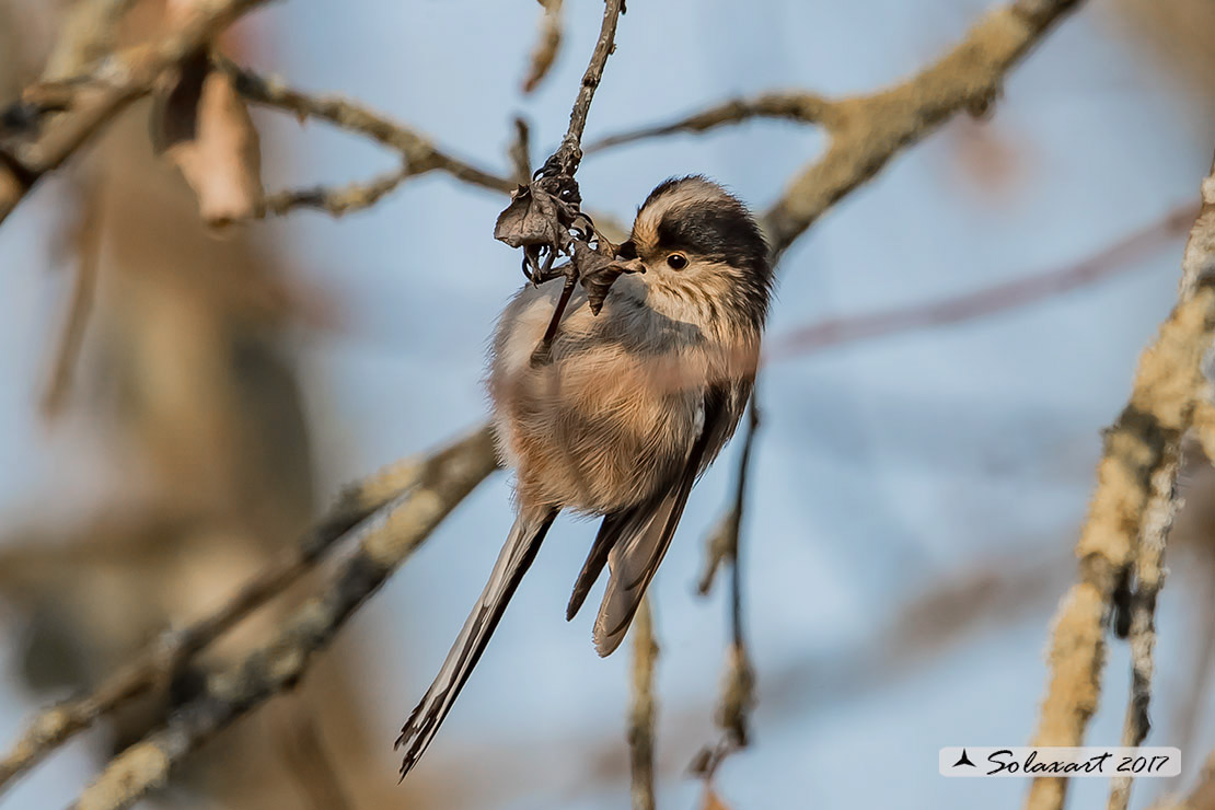 Aegithalos caudatus - Codibugnolo - Long-tailed Tit 