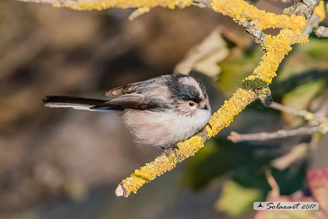 Aegithalos caudatus - Codibugnolo - Long-tailed Tit 