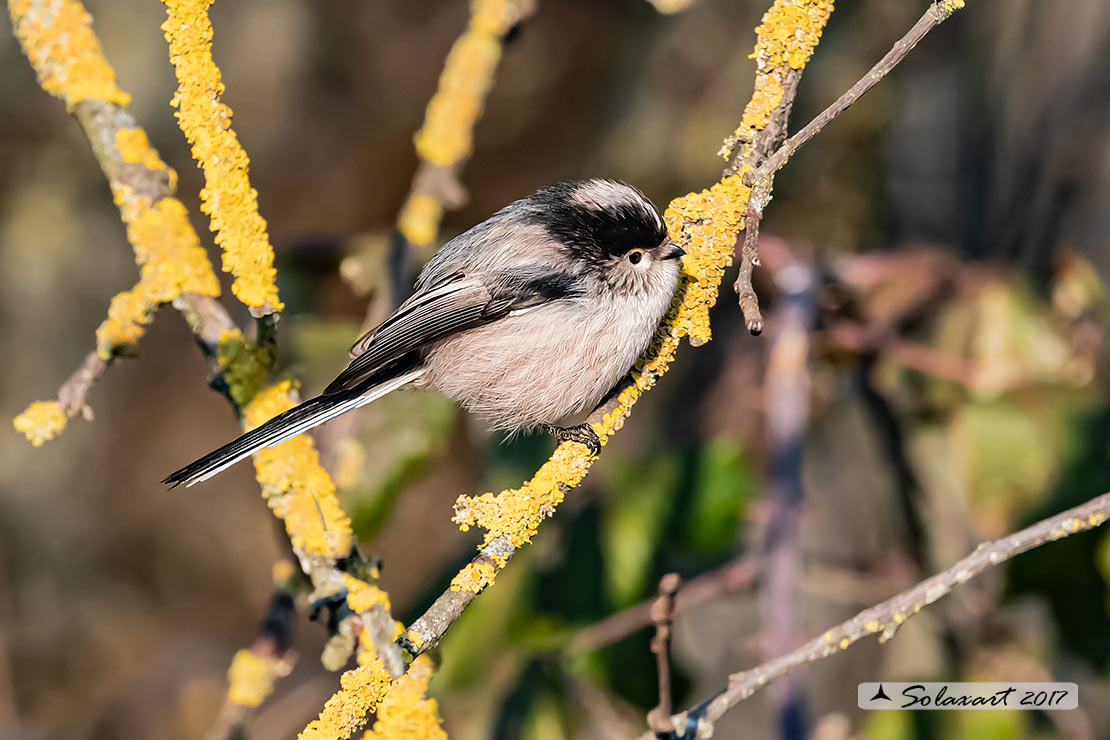 Aegithalos caudatus - Codibugnolo - Long-tailed Tit 
