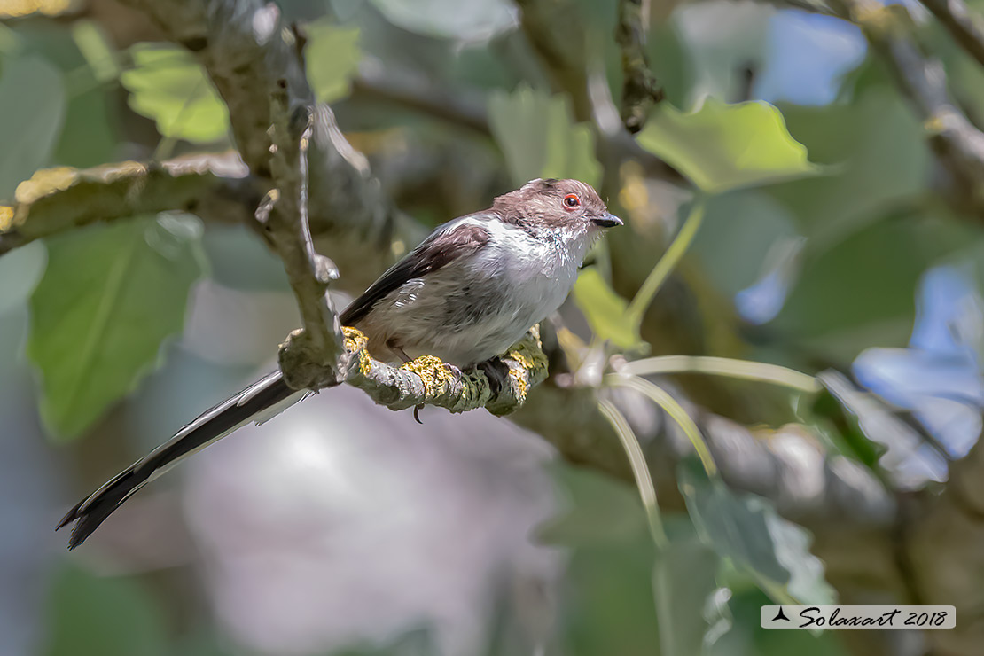 Aegithalos caudatus - Codibugnolo - Long-tailed Tit 