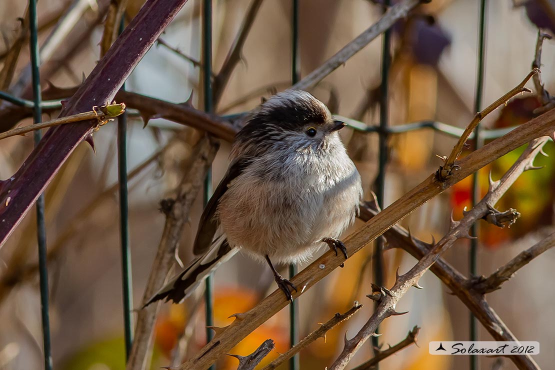 Aegithalos caudatus - Codibugnolo - Long-tailed Tit 