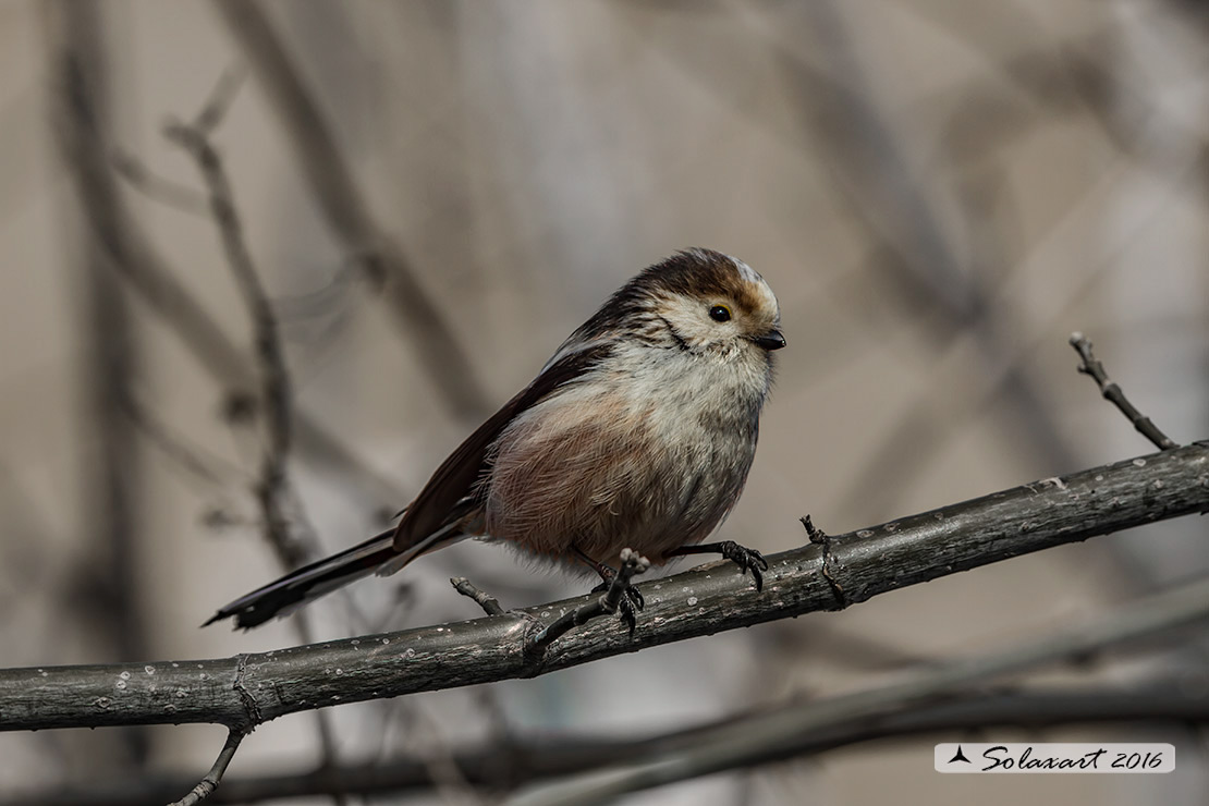 Aegithalos caudatus - Codibugnolo - Long-tailed Tit 