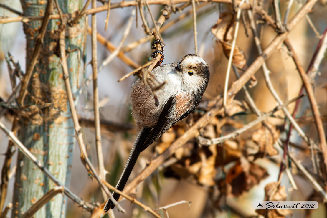 Aegithalos caudatus; Codibugnolo; Long-tailed Tit