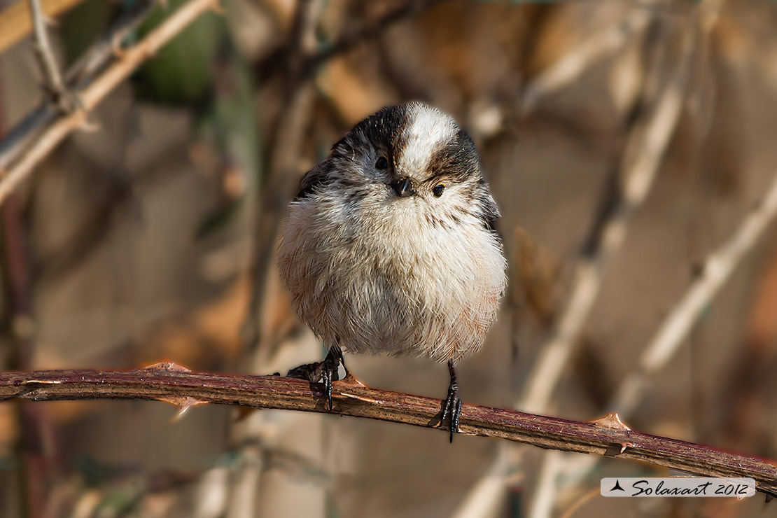 Aegithalos caudatus; Codibugnolo; Long-tailed Tit