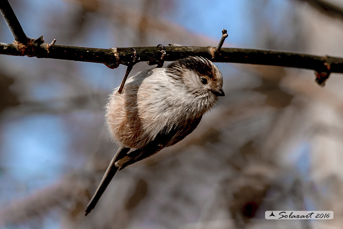 Aegithalos caudatus - Codibugnolo - Long-tailed Tit 