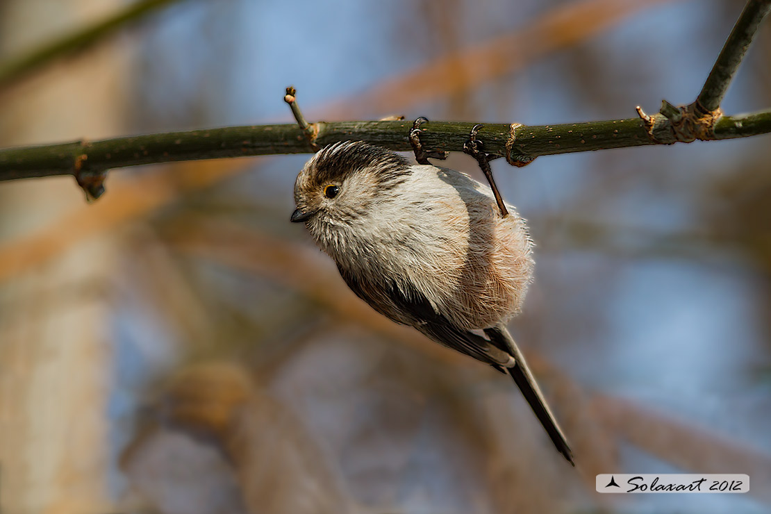 Aegithalos caudatus; Codibugnolo; Long-tailed Tit