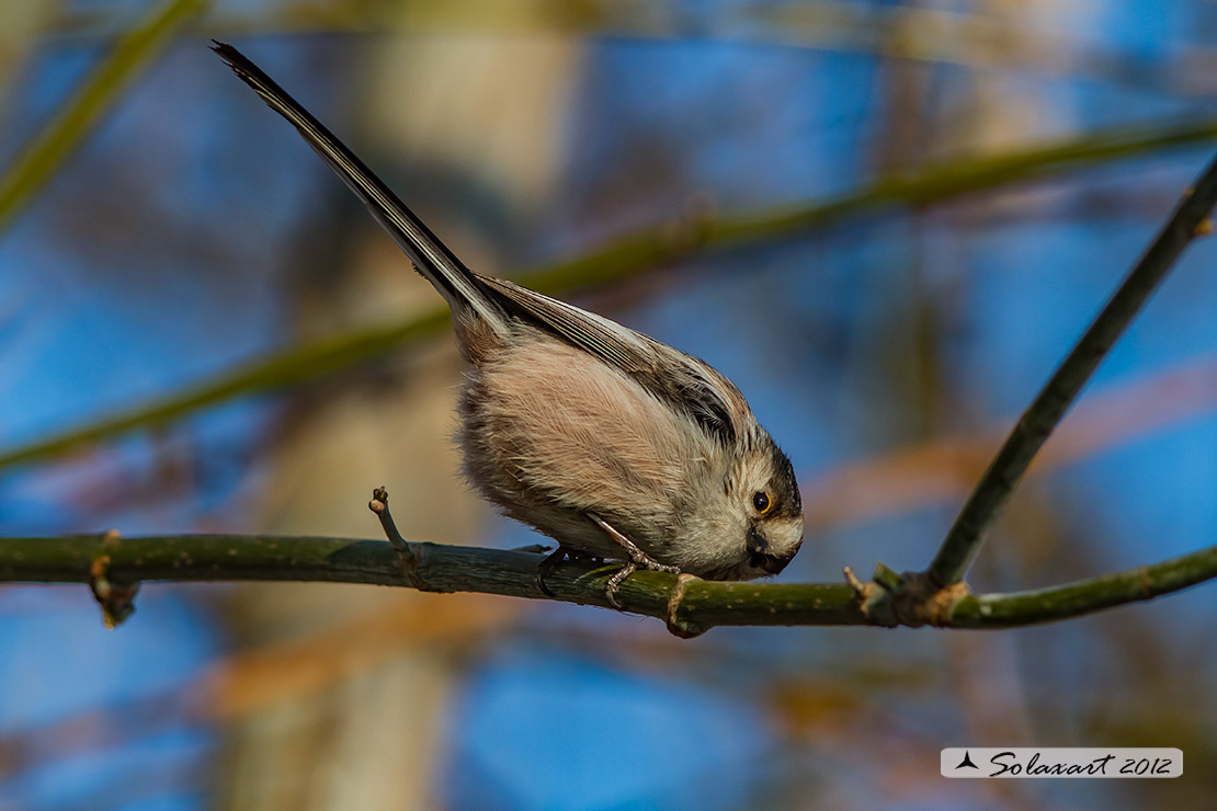 Aegithalos caudatus; Codibugnolo; Long-tailed Tit