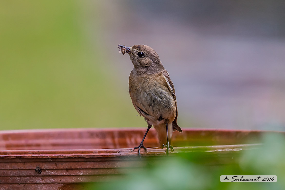 Phoenicurus phoenicurus: Codirosso (femmina) ; Common Redstart (female)