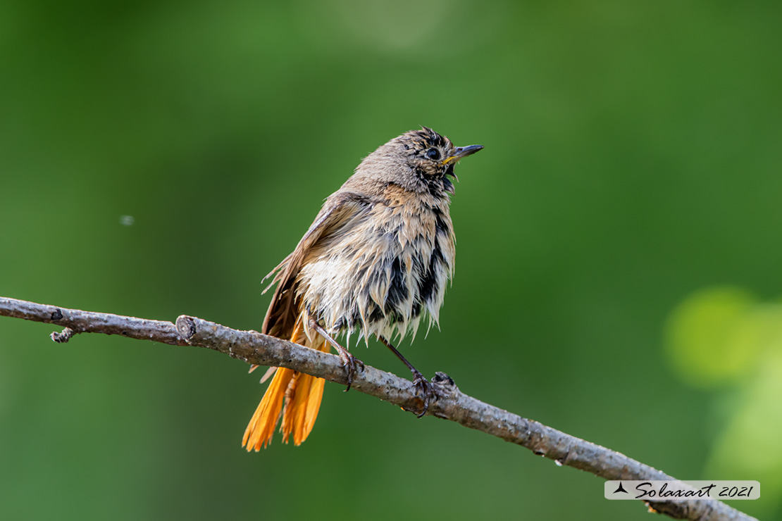 Phoenicurus phoenicurus: Codirosso (femmina) ; Common Redstart (female)