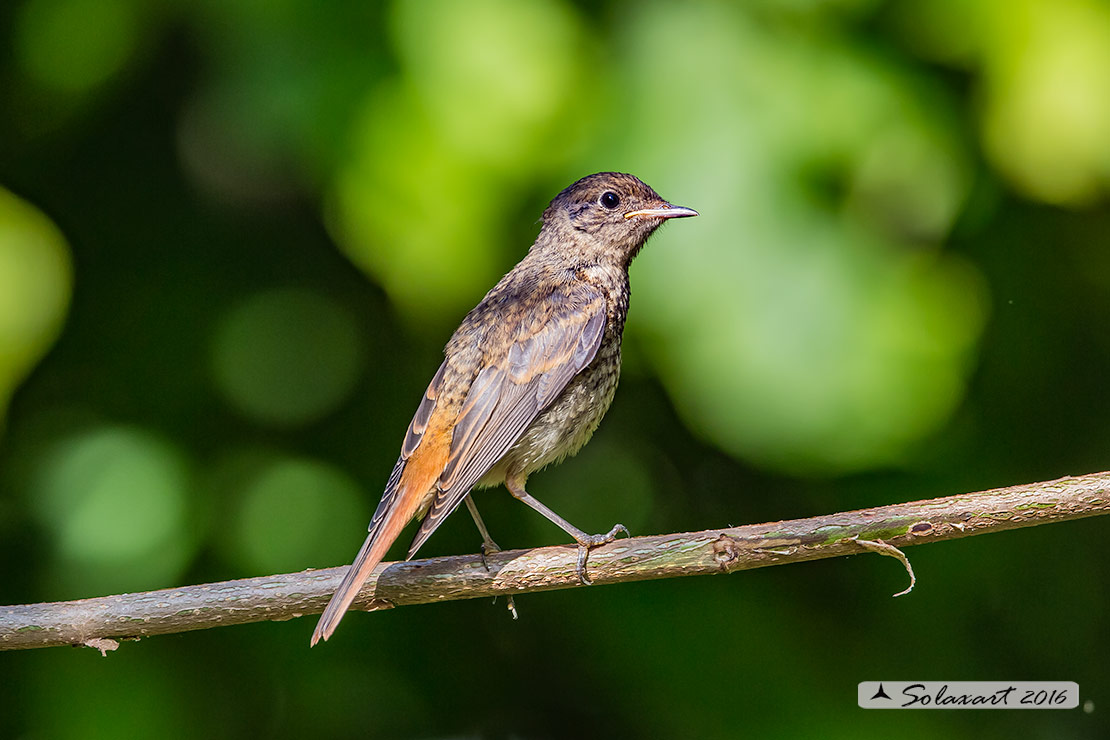 Phoenicurus phoenicurus; Codirosso (immaturo); Common Redstart (juvenile)