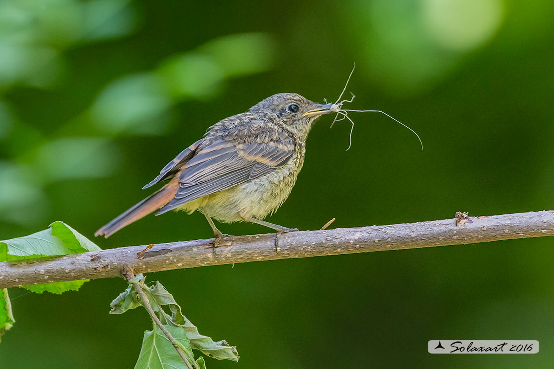 Phoenicurus phoenicurus; Codirosso (immaturo); Common Redstart (juvenile)