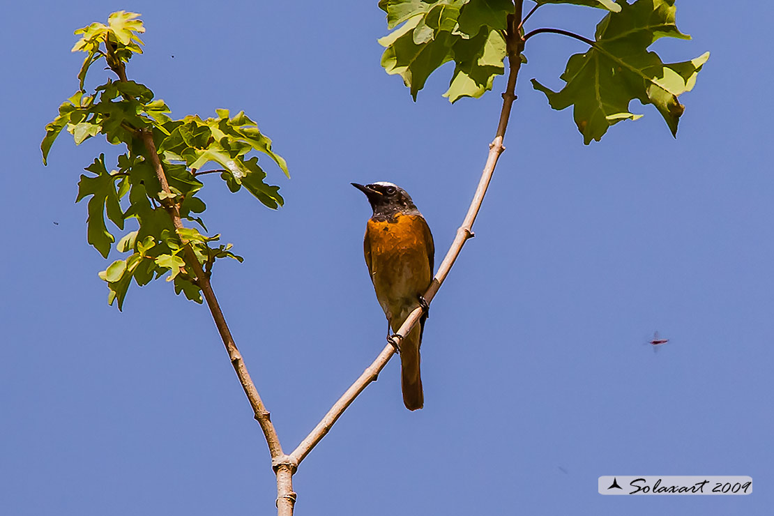 Phoenicurus phoenicurus : Codirosso (maschio) ; Common Redstart (male)