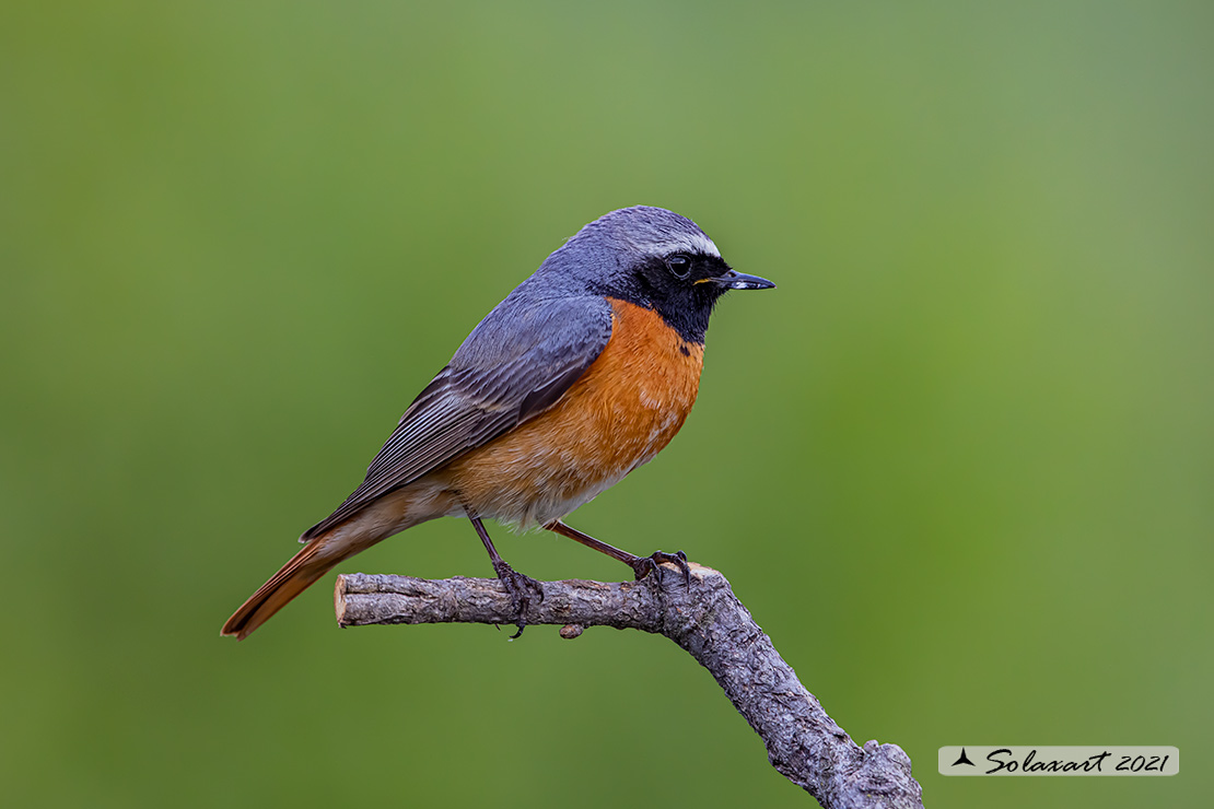 Phoenicurus phoenicurus : Codirosso (maschio) ; Common Redstart (male)