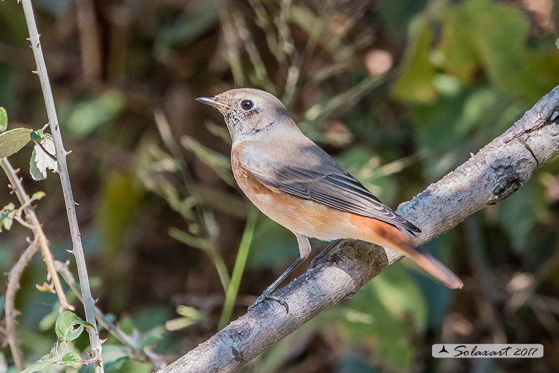 Phoenicurus phoenicurus : Codirosso (maschio immaturo) ;  Common Redstart (juvenile male)