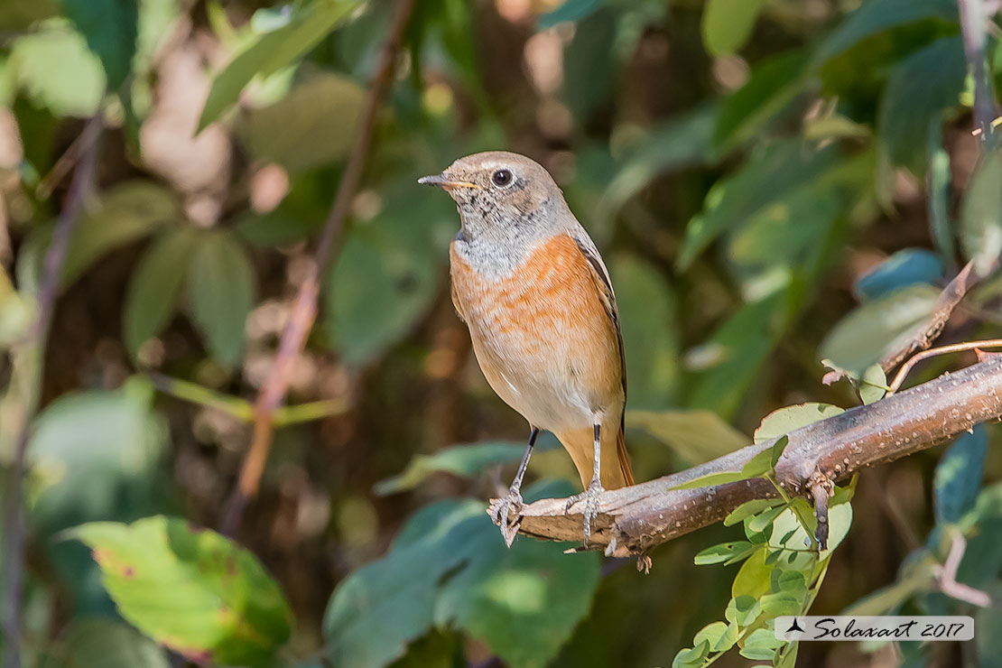 Phoenicurus phoenicurus : Codirosso (maschio immaturo) ;  Common Redstart (juvenile male)