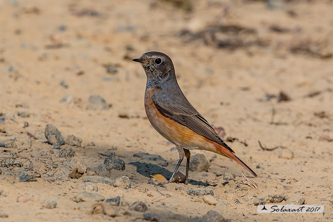 Phoenicurus phoenicurus : Codirosso (maschio immaturo) ;  Common Redstart (juvenile male)