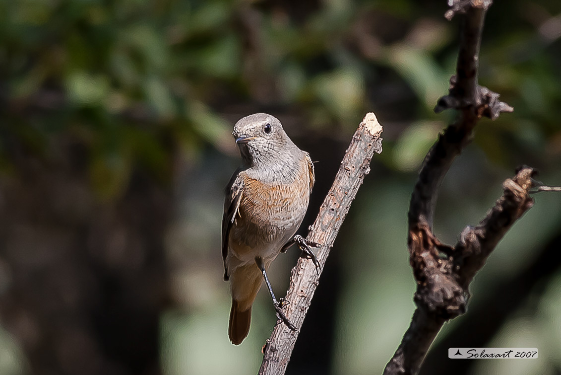 Phoenicurus phoenicurus: Codirosso (femmina) ; Common Redstart (female)