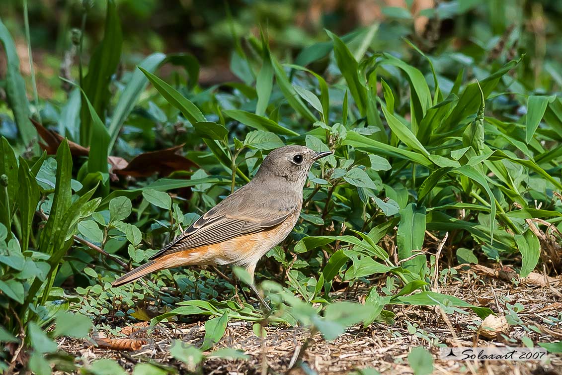Phoenicurus phoenicurus: Codirosso (femmina) ; Common Redstart (female)