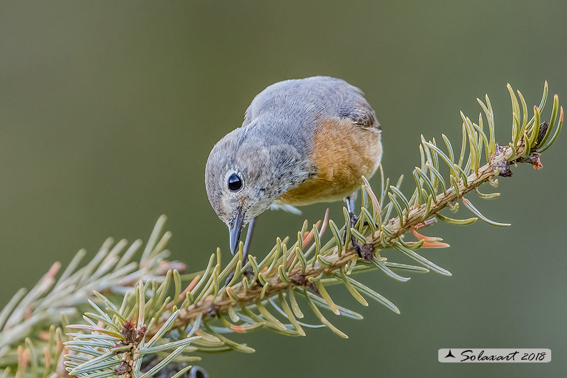 Phoenicurus phoenicurus: Codirosso (femmina) ; Common Redstart (female)