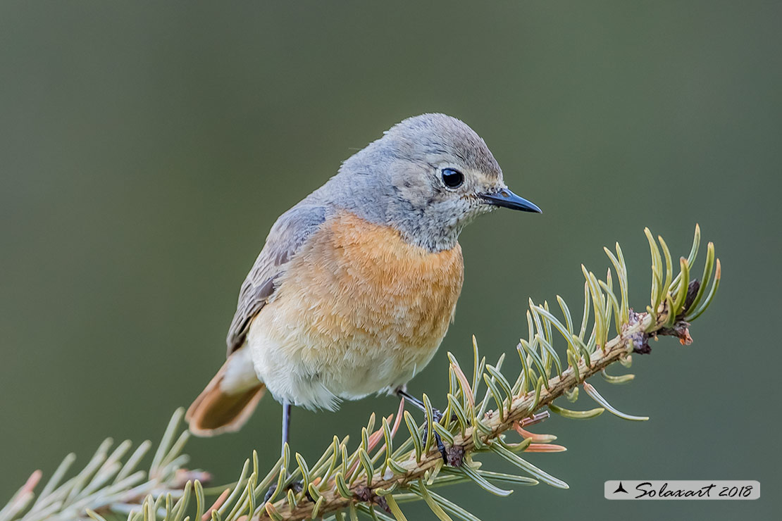 Phoenicurus phoenicurus: Codirosso (femmina) ; Common Redstart (female)