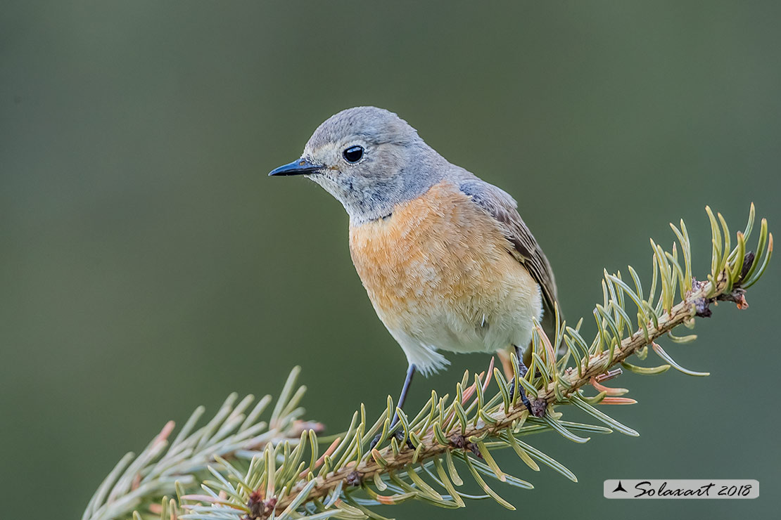 Phoenicurus phoenicurus: Codirosso (femmina) ; Common Redstart (female)