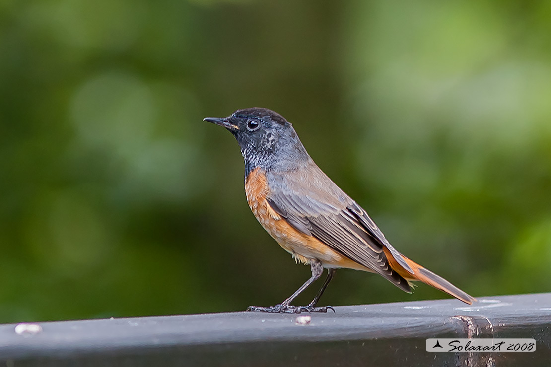 Phoenicurus phoenicurus : Codirosso (maschio) ; Common Redstart (male)