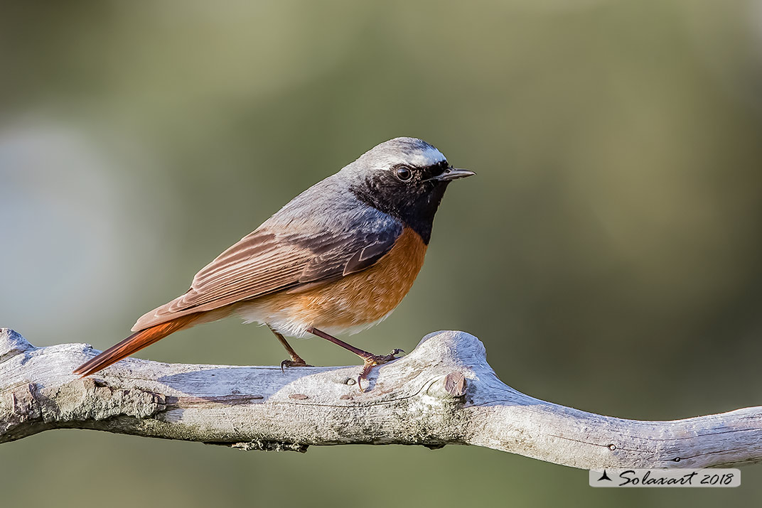 Phoenicurus phoenicurus : Codirosso (maschio) ; Common Redstart (male)