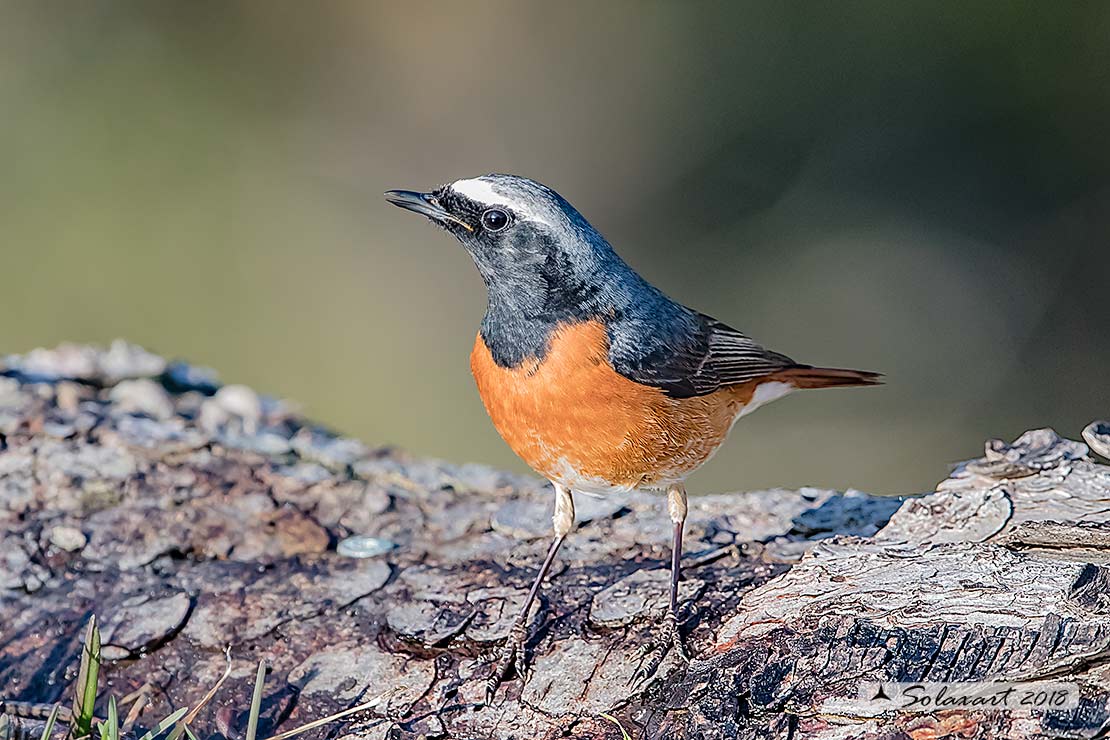 Phoenicurus phoenicurus : Codirosso (maschio) ; Common Redstart (male)