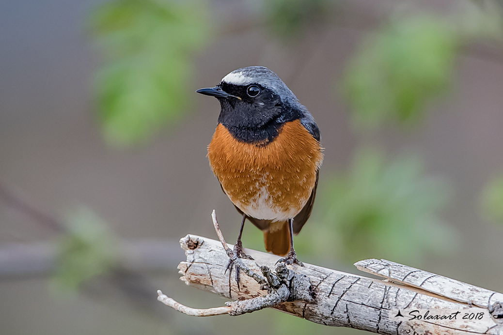 Phoenicurus phoenicurus : Codirosso (maschio) ; Common Redstart (male)