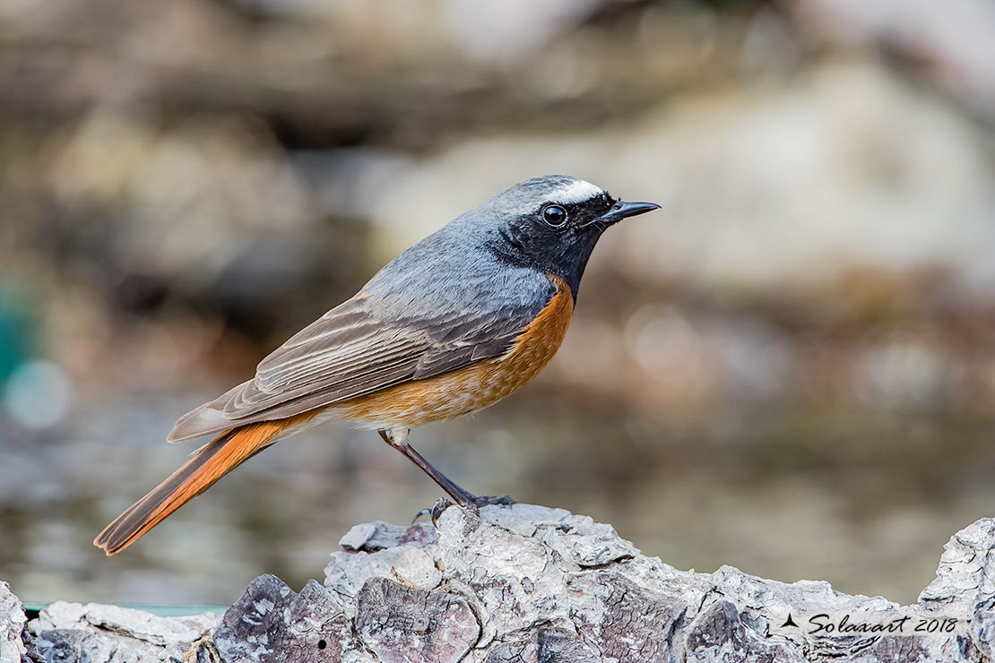 Phoenicurus phoenicurus : Codirosso (maschio) ; Common Redstart (male)