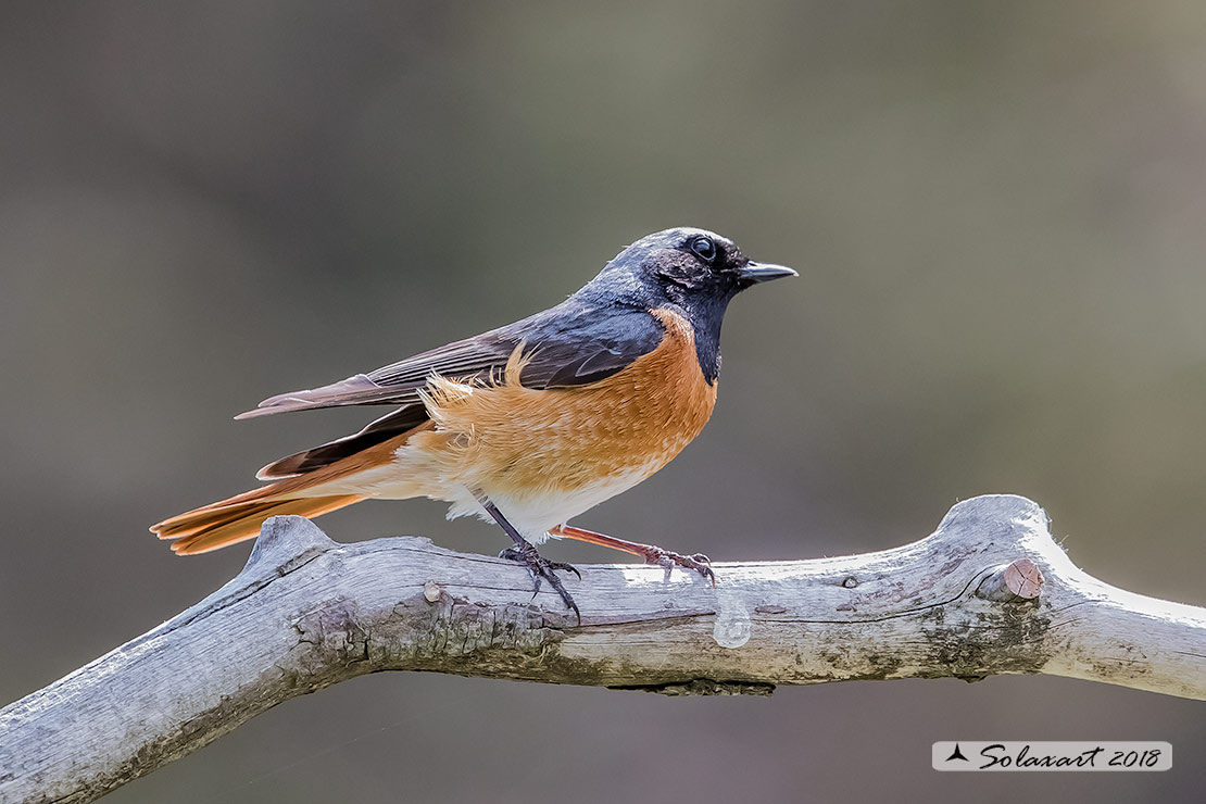 Phoenicurus phoenicurus : Codirosso (maschio) ; Common Redstart (male)