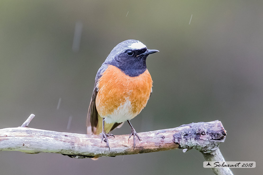 Phoenicurus phoenicurus : Codirosso (maschio) ; Common Redstart (male)