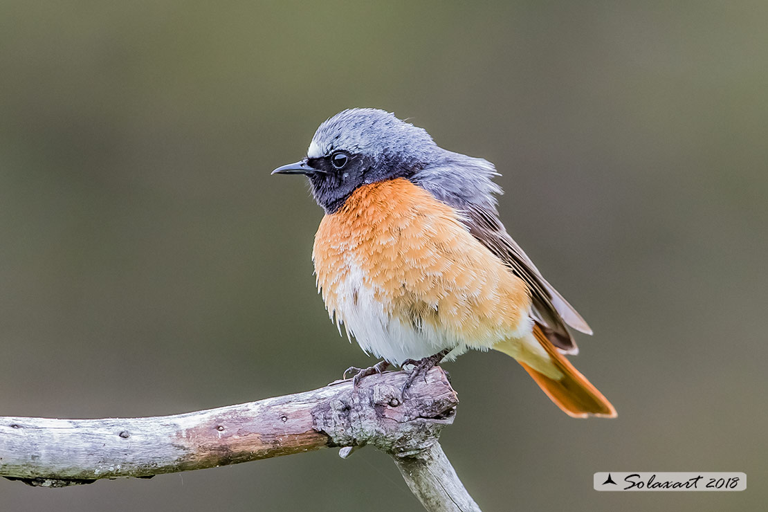 Phoenicurus phoenicurus : Codirosso (maschio) ; Common Redstart (male)