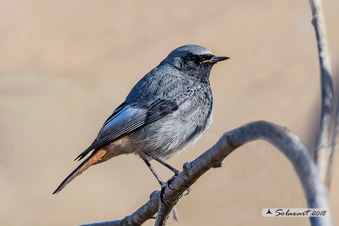 Phoenicurus ochruros :  Codirosso Spazzacamino (maschio); Black Redstart (male)