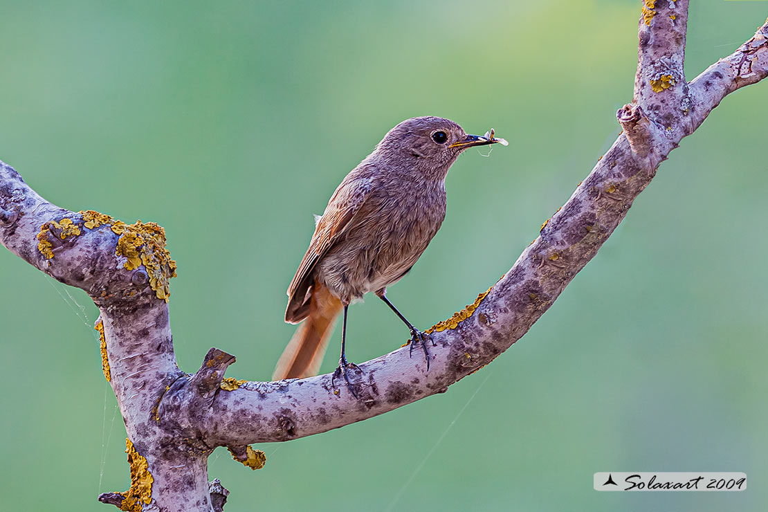 Phoenicurus ochruros:  Codirosso spazzacamino (femmina);  Black Redstart (female)
