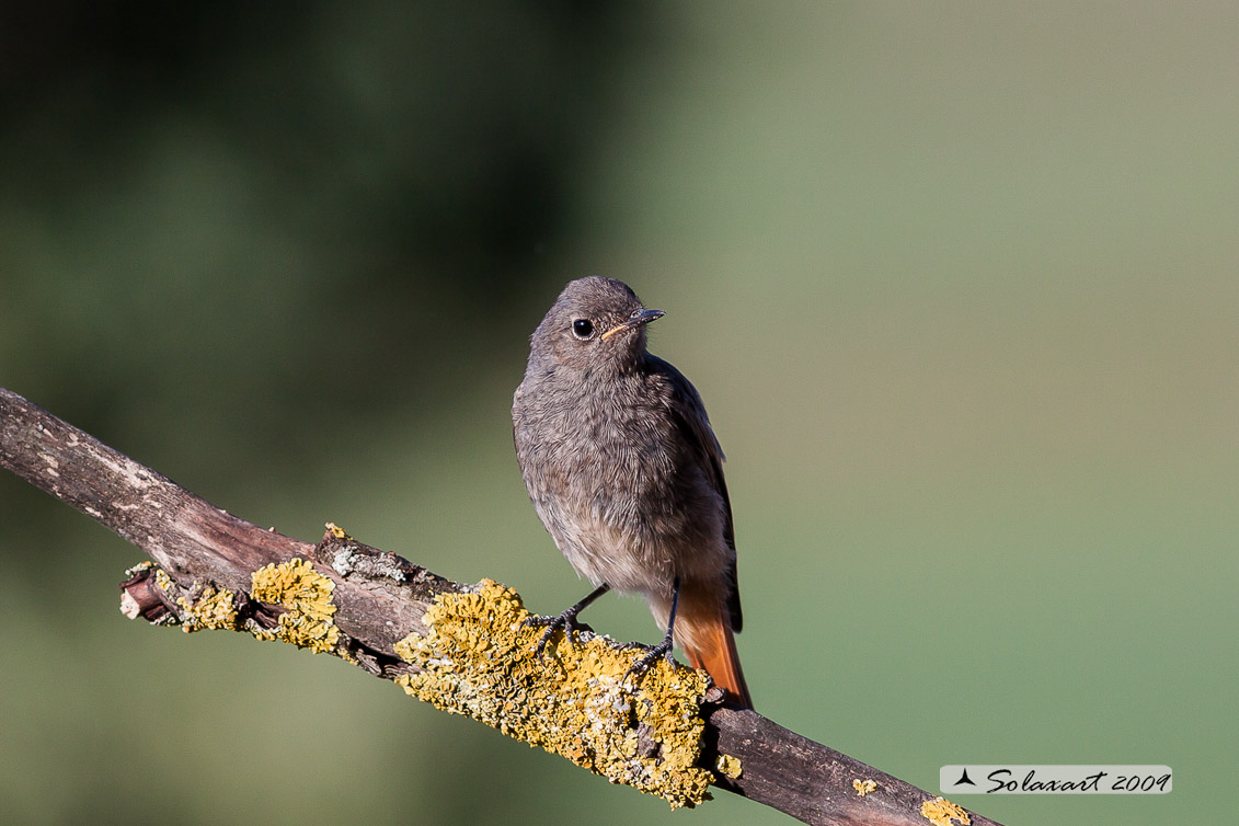 Phoenicurus ochruros:  Codirosso spazzacamino (femmina) ;  Black Redstart (female)