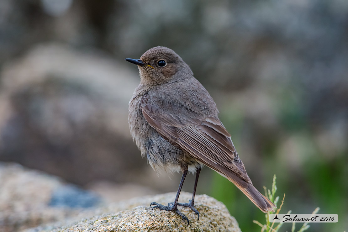 Phoenicurus ochruros:  Codirosso spazzacamino (femmina) ;  Black Redstart (female)