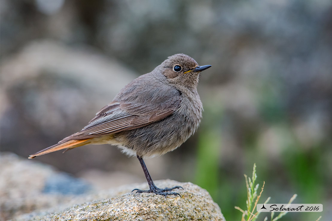 Phoenicurus ochruros:  Codirosso spazzacamino (femmina) ;  Black Redstart (female)