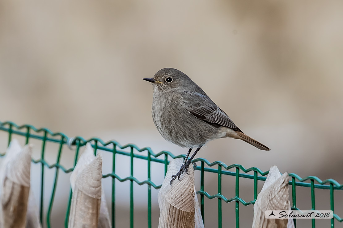 Phoenicurus ochruros:  Codirosso spazzacamino (femmina);  Black Redstart (female)