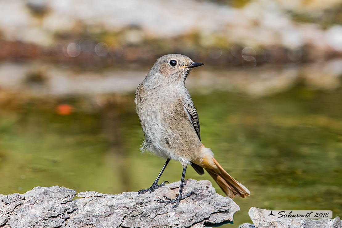 Phoenicurus ochruros:  Codirosso spazzacamino (femmina);  Black Redstart (female)