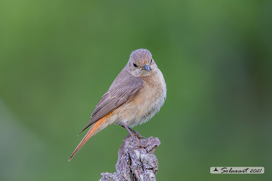 Phoenicurus ochruros: Codirosso spazzacamino (femmina); Black Redstart (female)