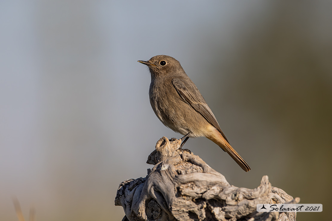 Phoenicurus ochruros: Codirosso spazzacamino (femmina); Black Redstart (female)