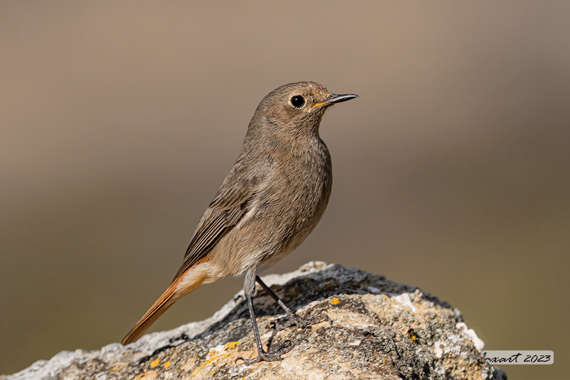 Phoenicurus ochruros: Codirosso spazzacamino (femmina); Black Redstart (female)