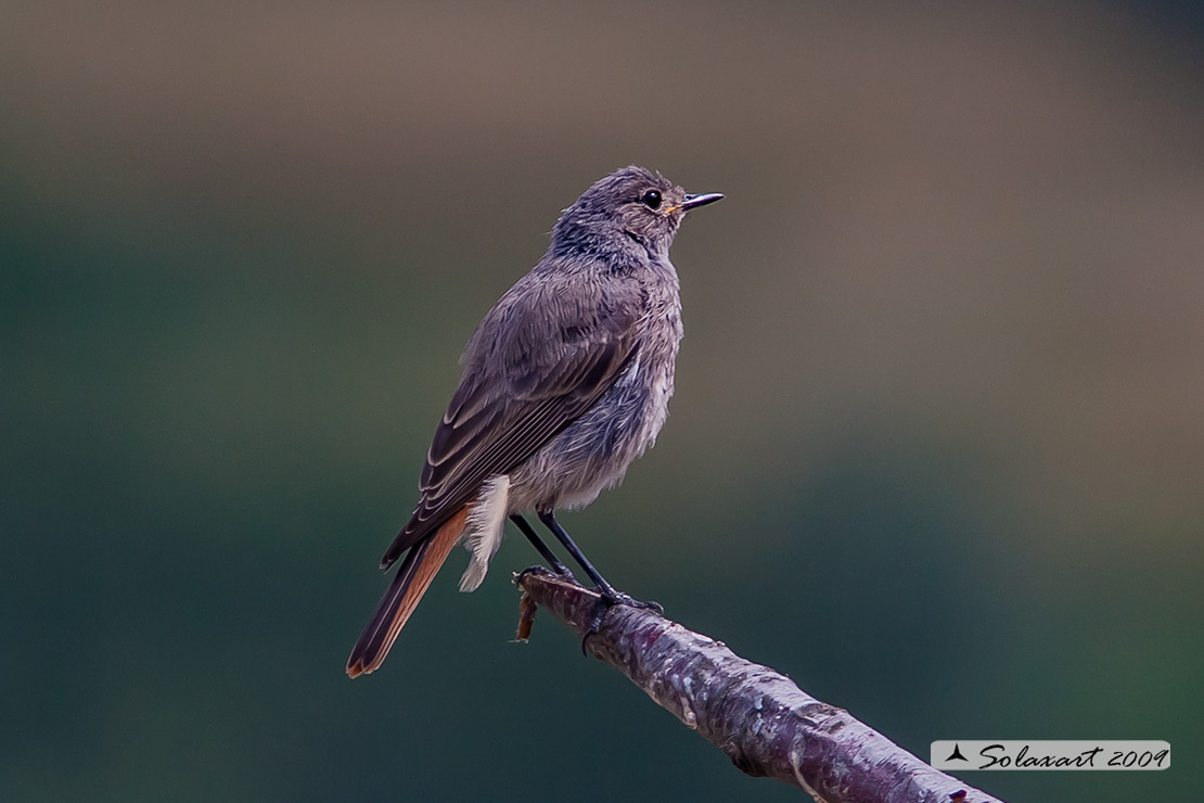 Phoenicurus ochruros:  Codirosso spazzacamino (immaturo) ;  Black Redstart (jounger)