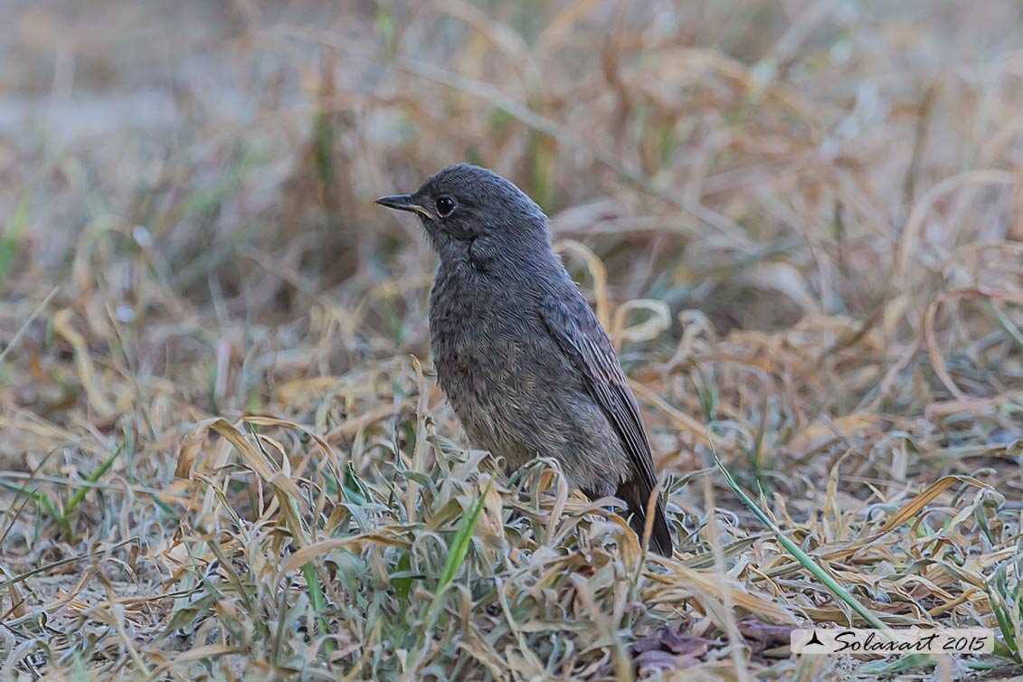 Phoenicurus ochruros:  Codirosso spazzacamino (immaturo) ;  Black Redstart (jounger)