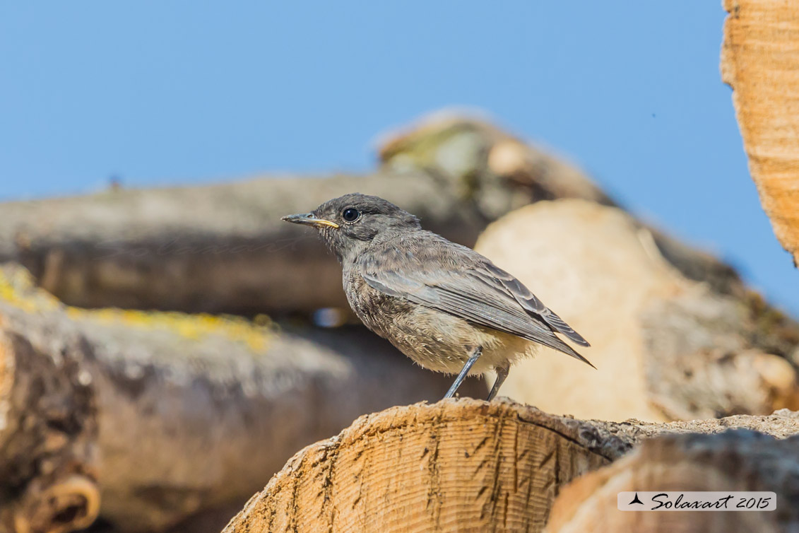 Phoenicurus ochruros:  Codirosso spazzacamino (immaturo) ;  Black Redstart (jounger)